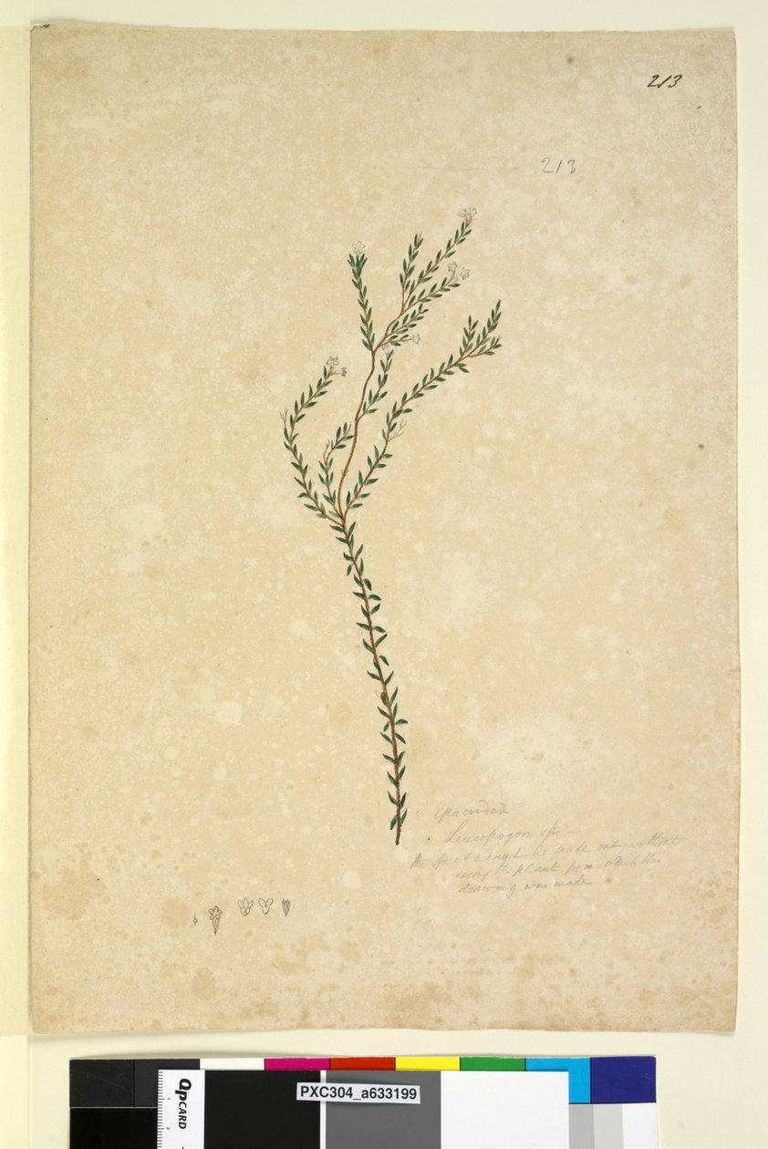 Page 213. Epacrideae Leucopogon sp. - John William Lewin