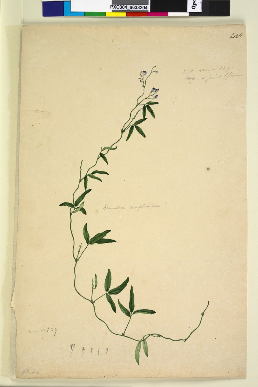 Page 218. Kennedia comptoniana Hardenbergia comptoniana - John William Lewin