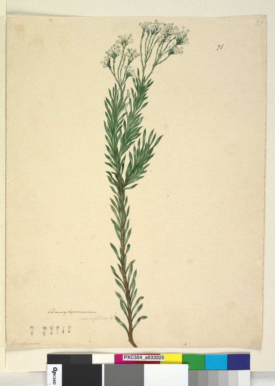 Page 21. Conospermum ericifolium, c.1803-06 - John William Lewin