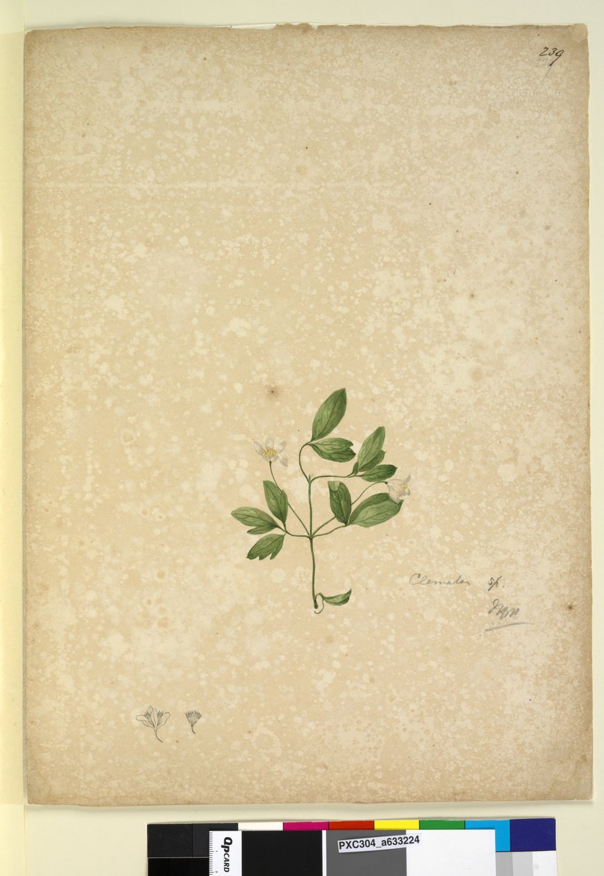 Page 239. Clematis - John William Lewin