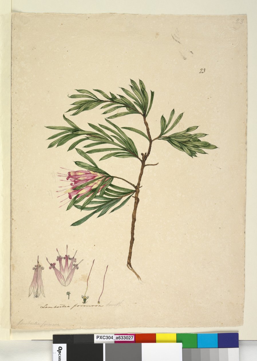 Page 23. Lambertia formosa - John William Lewin