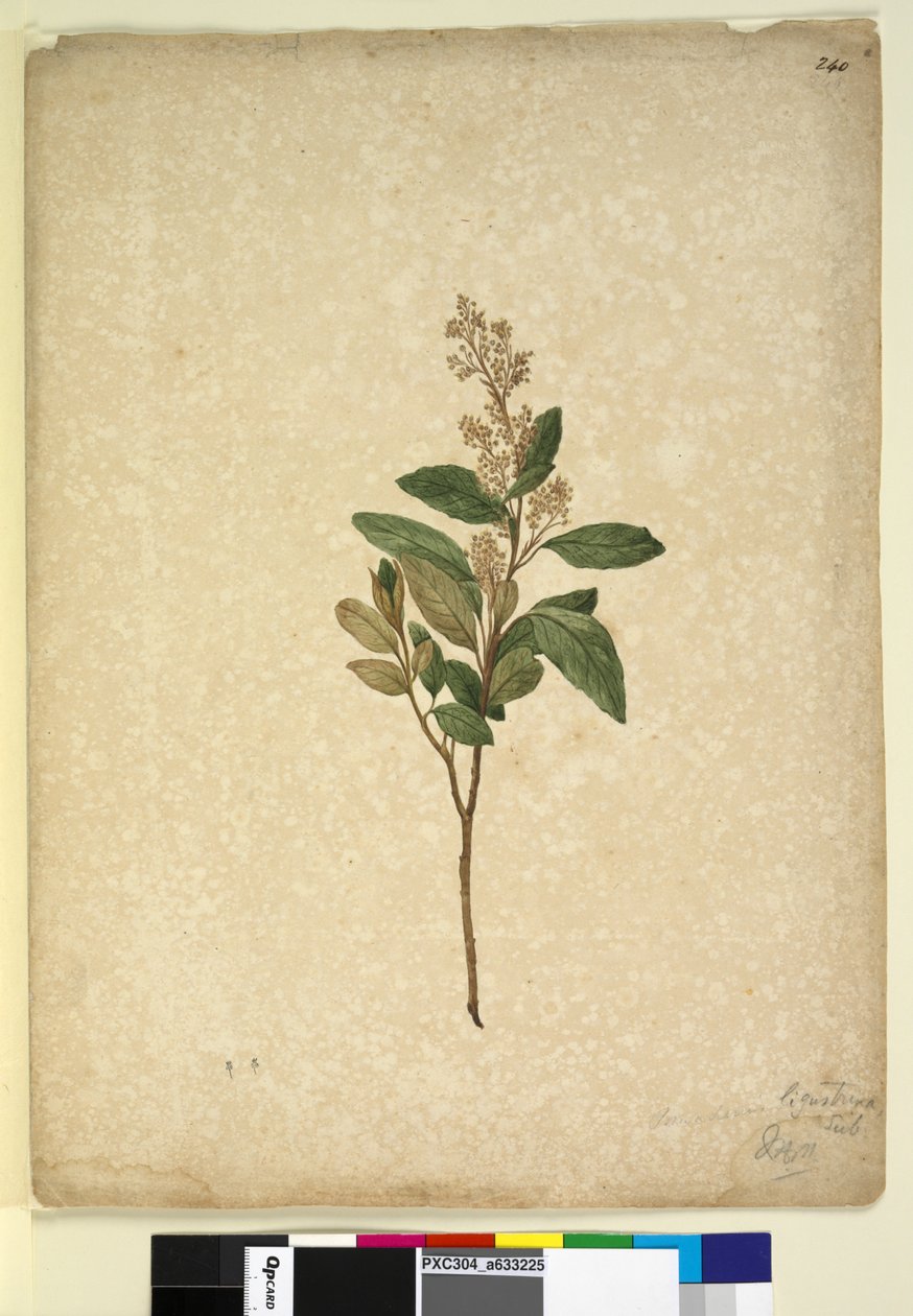 Page 240. Pomaderris ligustrina - John William Lewin