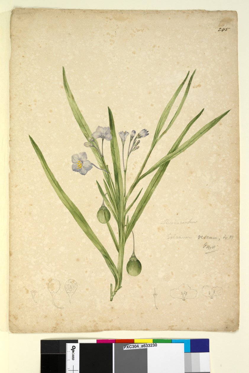Page 245. Solanum vescum - John William Lewin