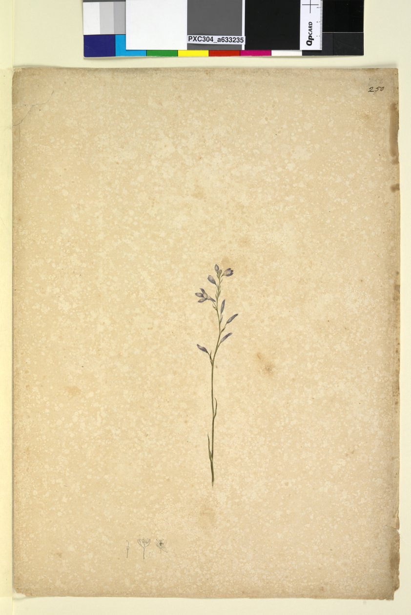 Page 250. Plante non identifiée - John William Lewin