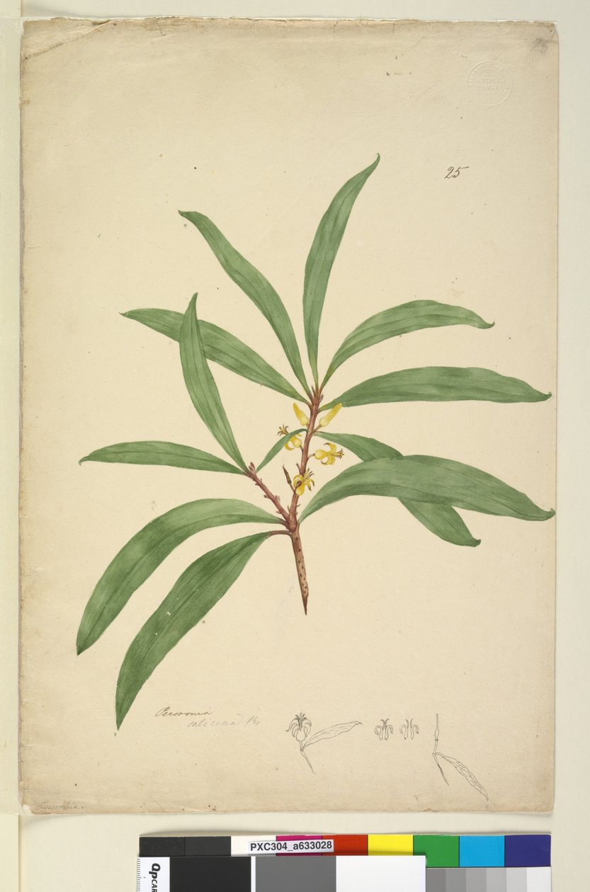 Page 25. Persoonia salicina - John William Lewin
