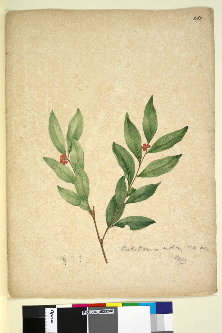 Page 263. Wikstroemia indica - John William Lewin