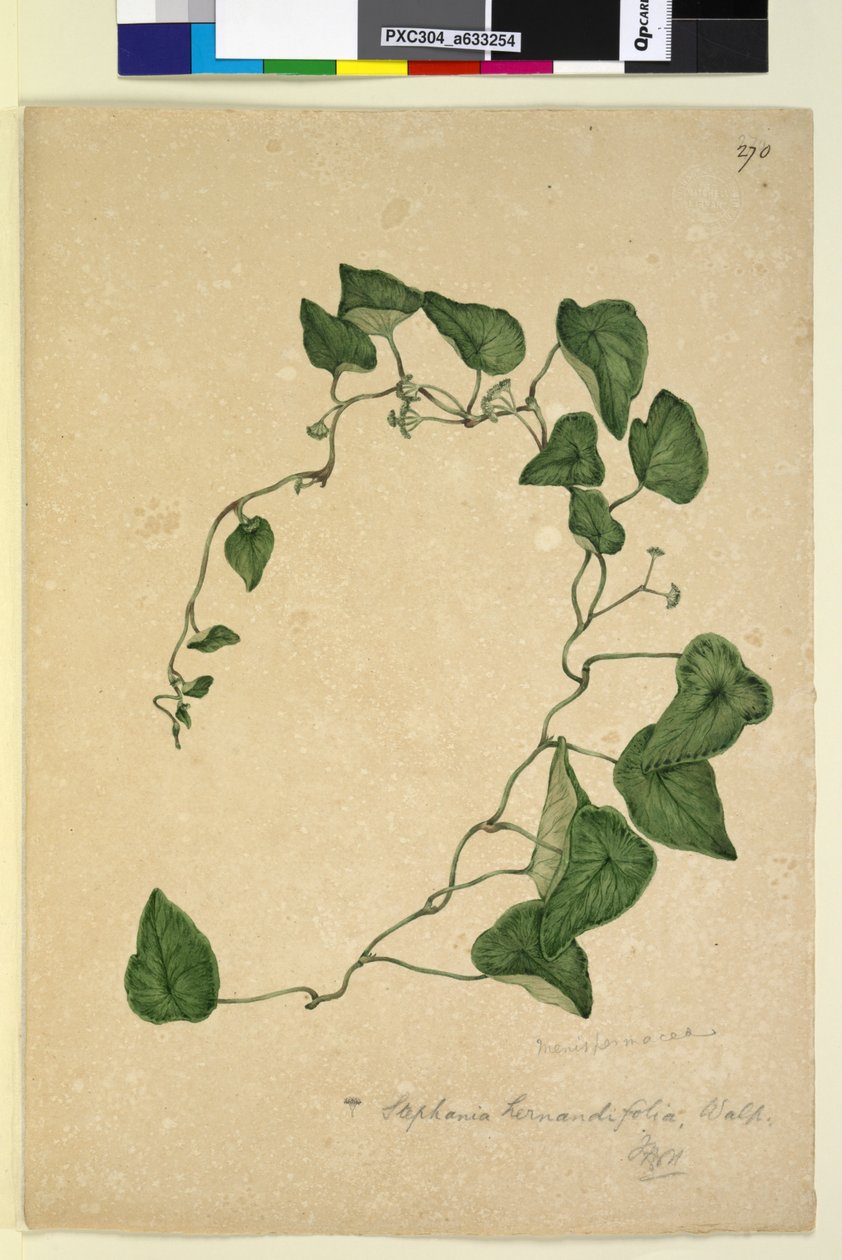 Page 270. Stephania hernandiaefolia - John William Lewin