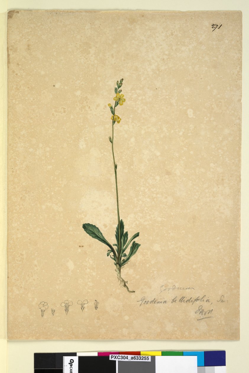 Page 271. Goodenia bellidifolia - John William Lewin