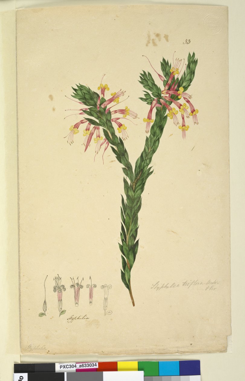 Page 33. Styphelia triflora - John William Lewin