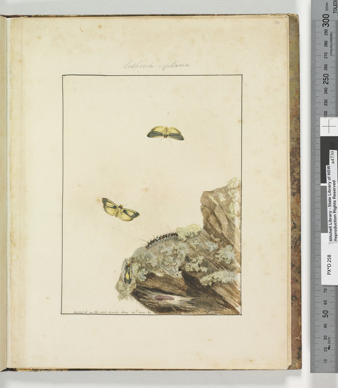 Page 39. Planche 10 Lithosa Replana, 1803-04 - John William Lewin