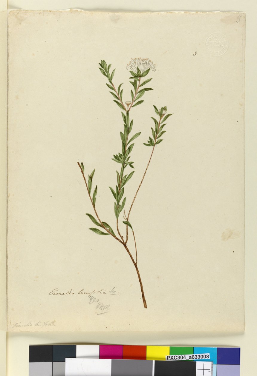 Page 3. Pimelea linifolia, c.1803-06 - John William Lewin