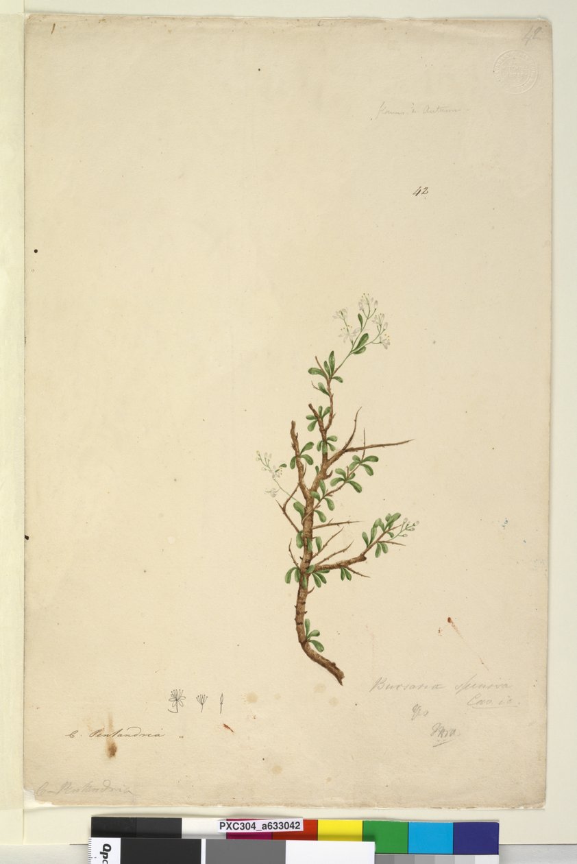 Page 42. Bursaria spinosa - John William Lewin