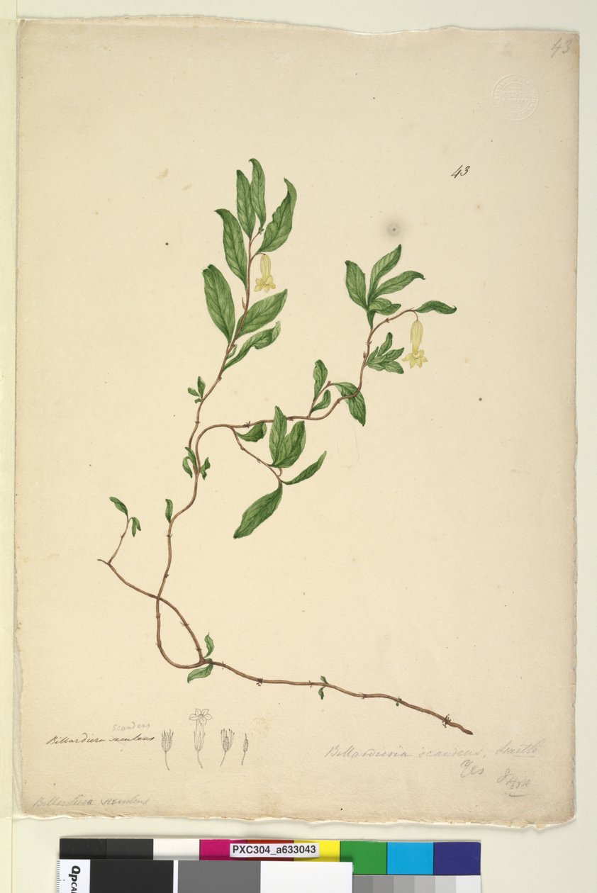 Page 43. Billardiera scandens - John William Lewin