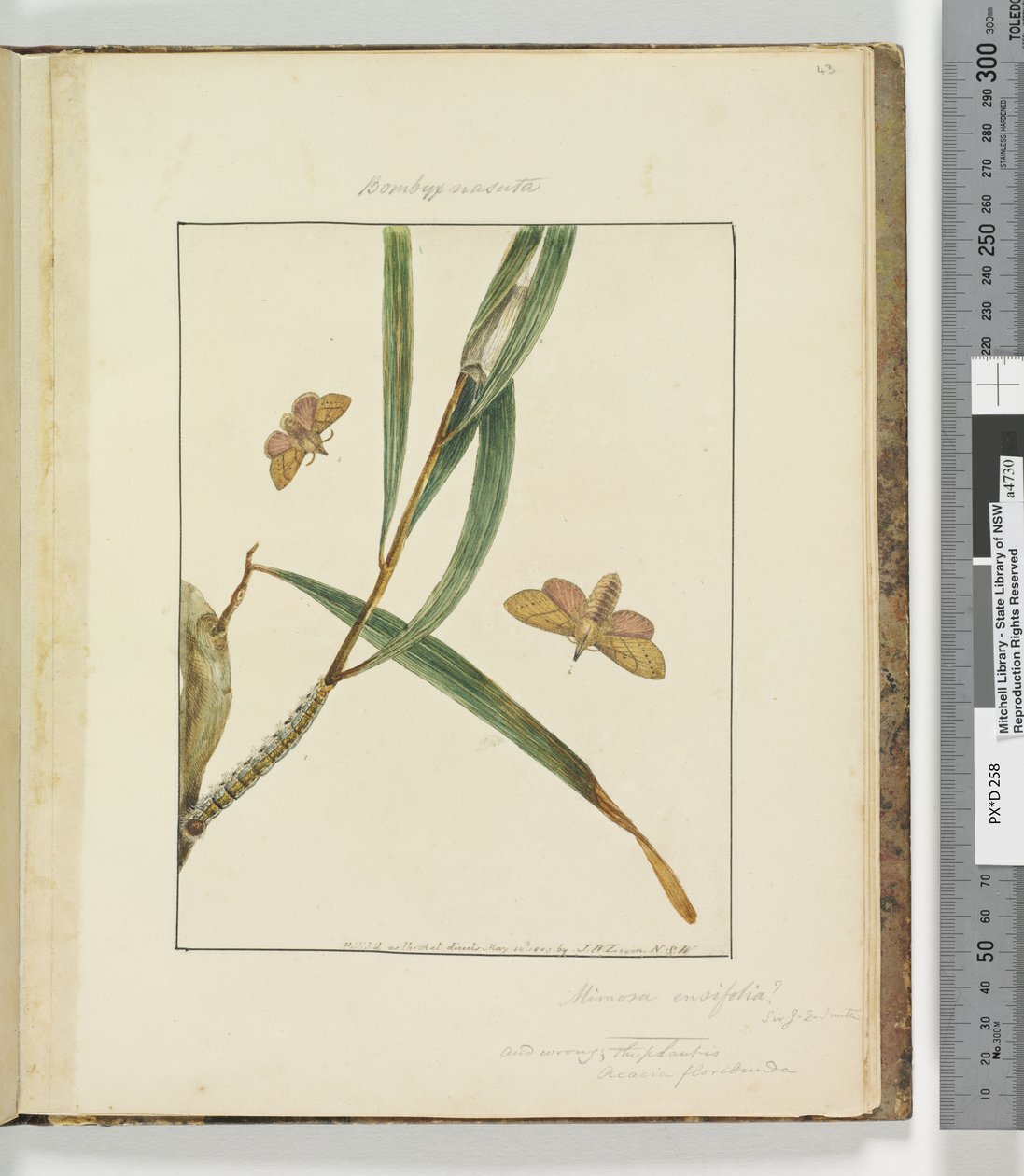Page 43. Pl.11 Bombyx Nasuta - John William Lewin