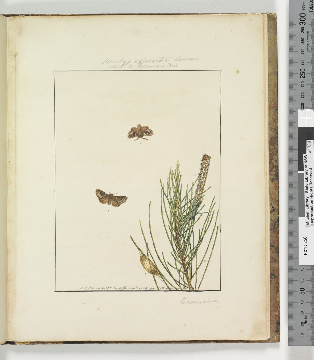 Page 51. Planche 13 Bombyx Exposita Lewin allié à..., 1803-04 - John William Lewin