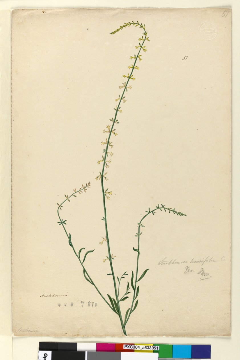 Page 51. Stackhousia - John William Lewin