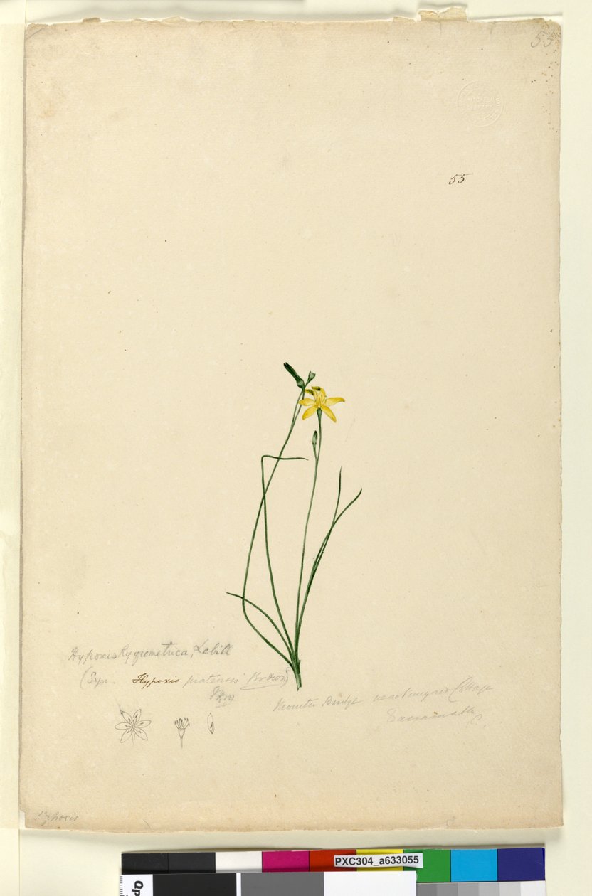 Page 55. Hypoxis hygrometrica - John William Lewin