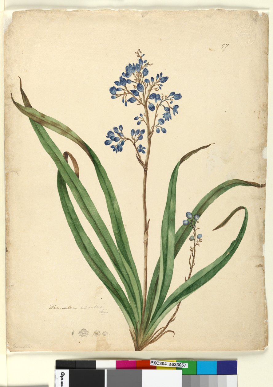 Page 57. Dianella caerulea - John William Lewin