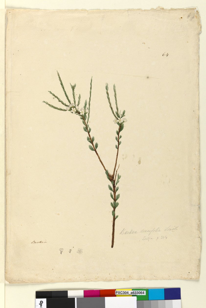 Page 64. Baeckea densifolia - John William Lewin