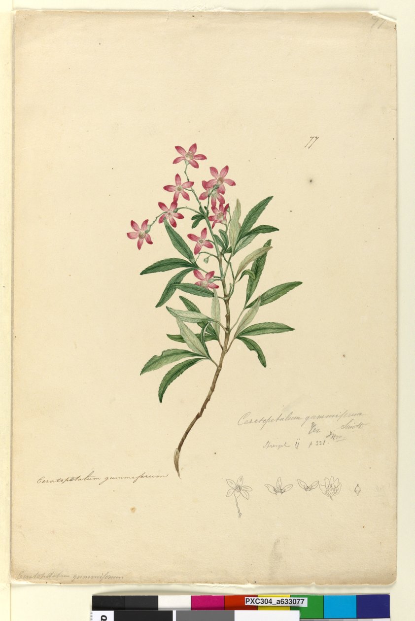 Page 77. Ceratopetalum gummiferum - John William Lewin