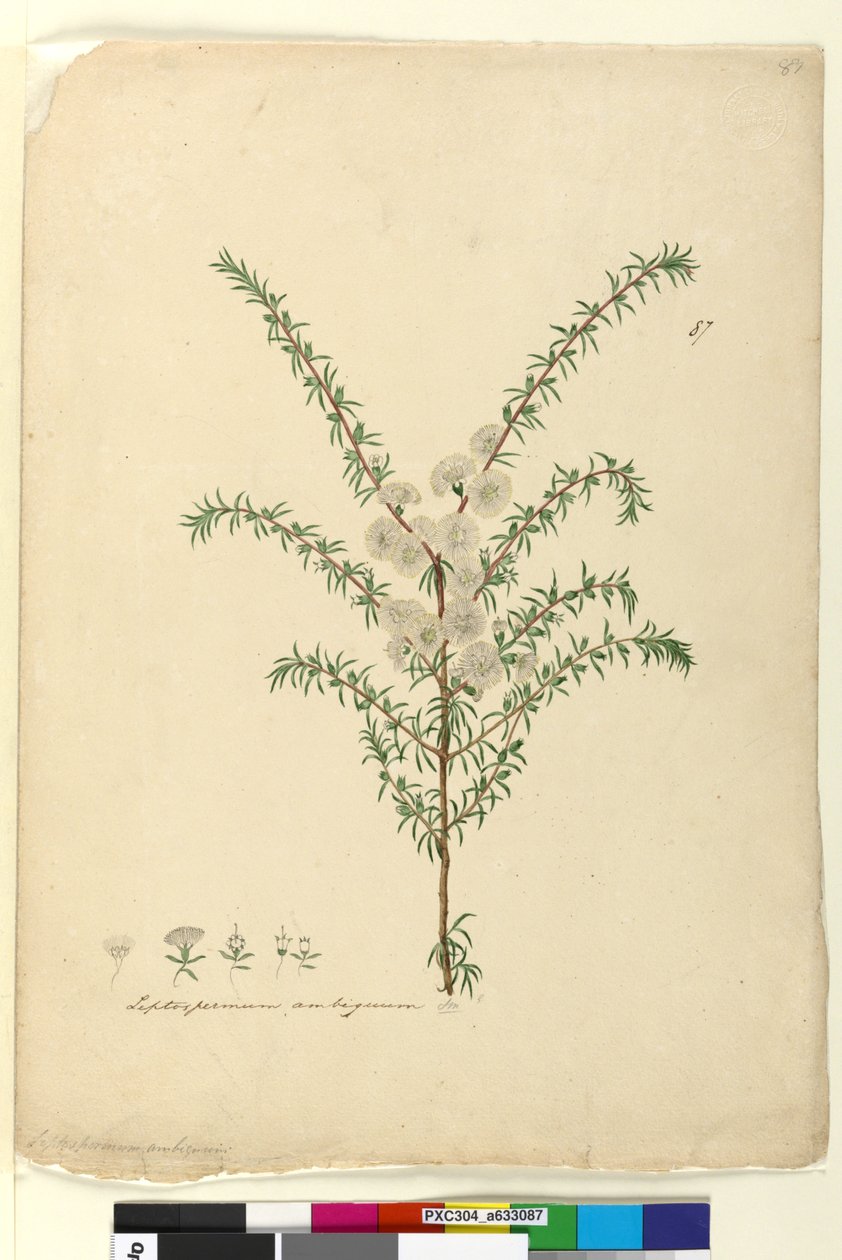 Page 87. Leptospermum ambiguum - John William Lewin