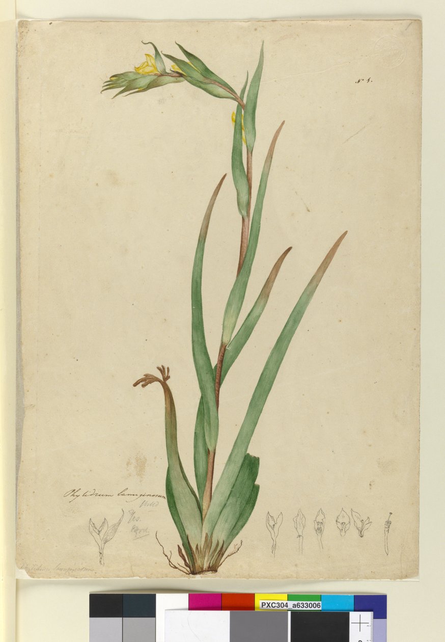 Phylidrum lanuginosum, c.1803-06 - John William Lewin