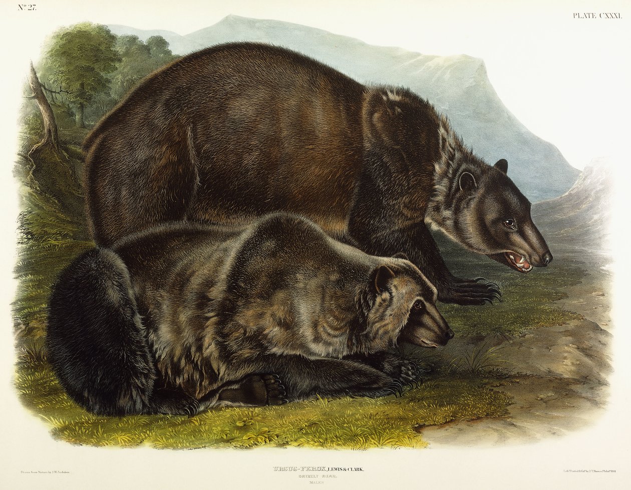 Ours grizzly mâle - John Woodhouse Audubon