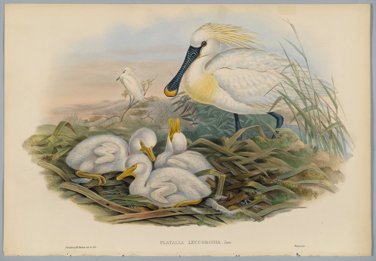 Platalea Leucorodia - Spatule et jeunes, gravée par H. C. Richter - John after Gould