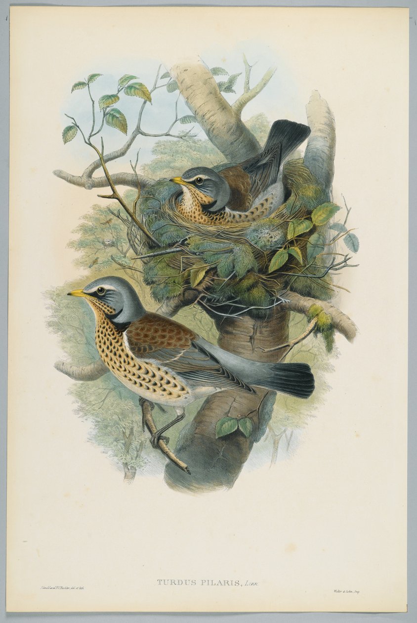 Turdus Pilarus - Grive litorne, gravé par H. C. Richter - John after Gould