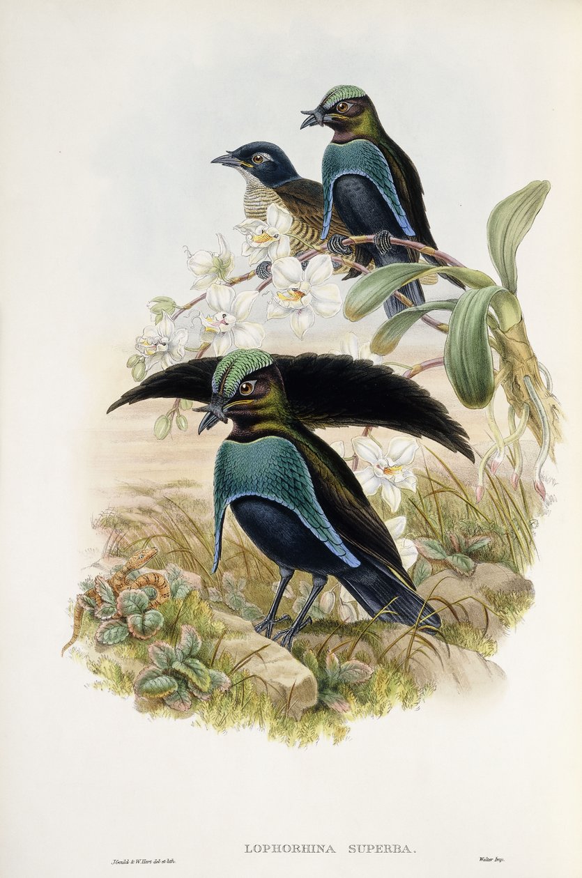 Superbe oiseau de paradis (Lophorina Superba) - John and Hart William Gould