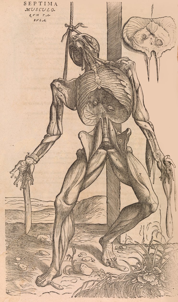 De humani corporis fabrica - John of Calcar