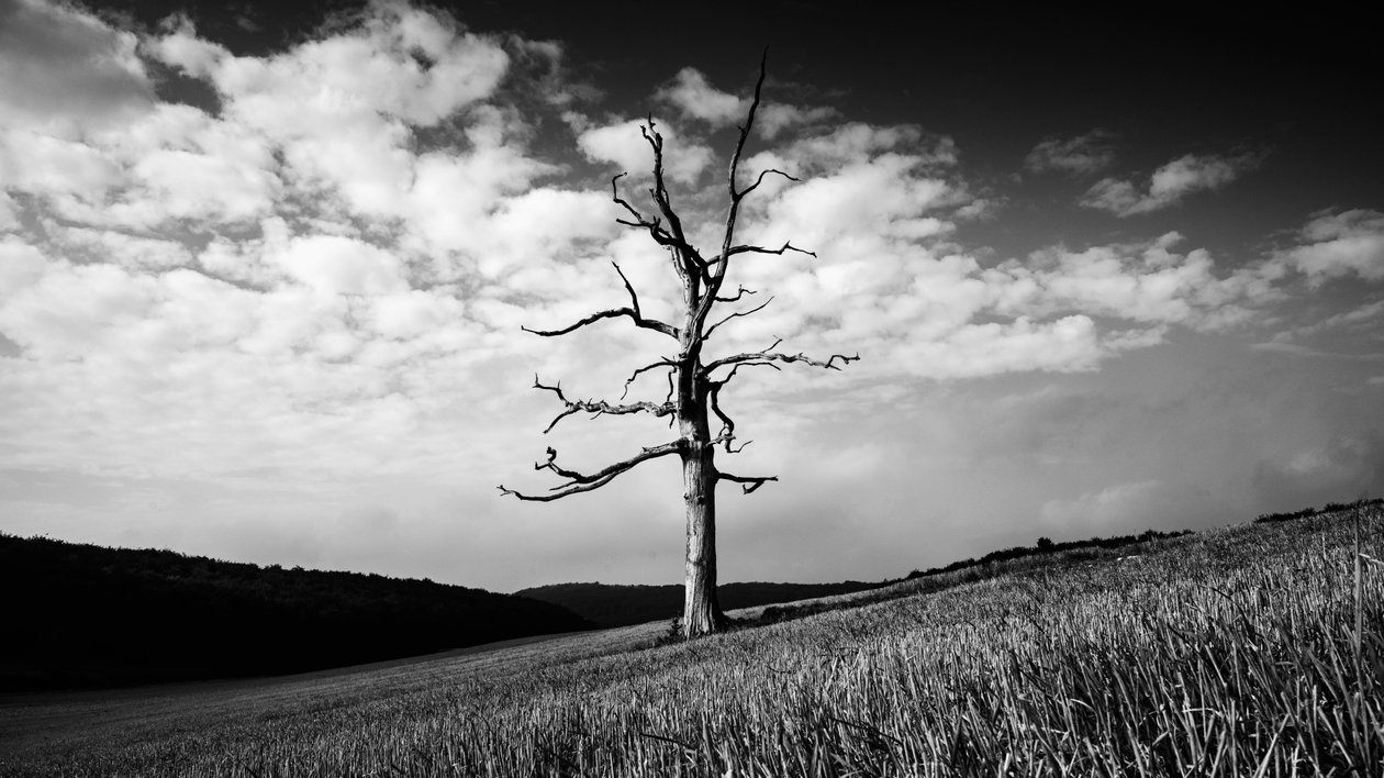  - Jon Nicholson