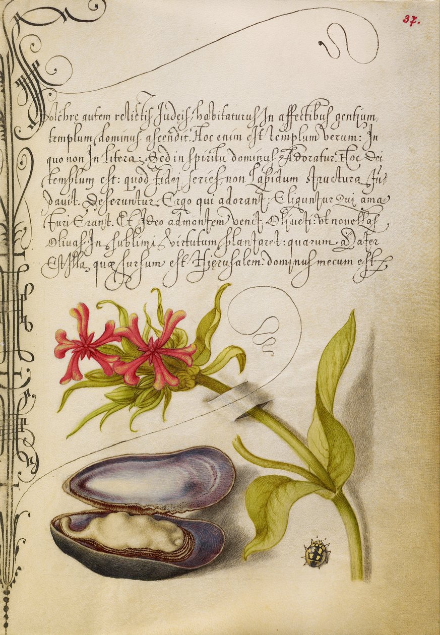 Croix de Malte, moule et coccinelle - Joris Hoefnagel