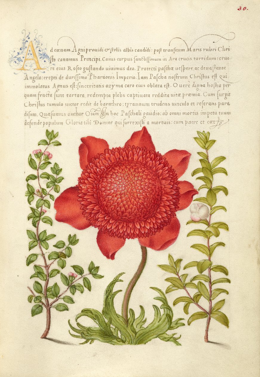 Basilic thym, anémone coquelicot et myrte - Joris Hoefnagel