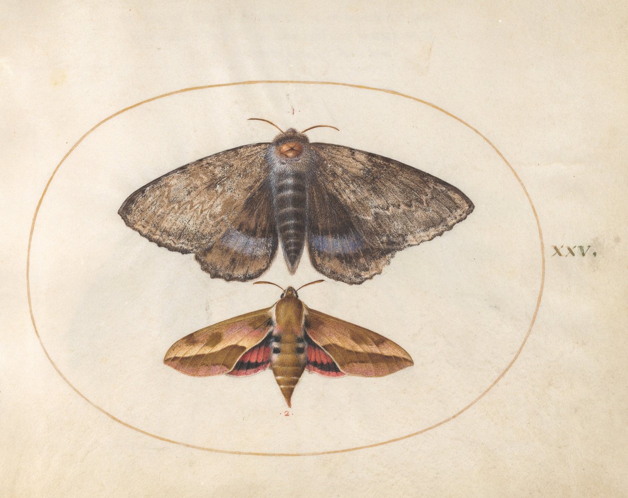 Noctuelle à ailes postérieures bleues et sphinx de l