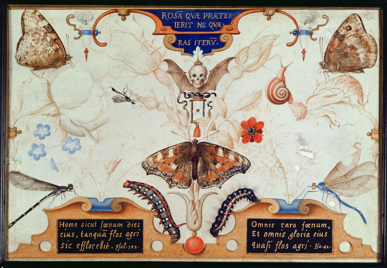 Diptyque avec fleurs et insectes, 1591 (marouflage et parchemin sur panneau) - Joris Hoefnagel