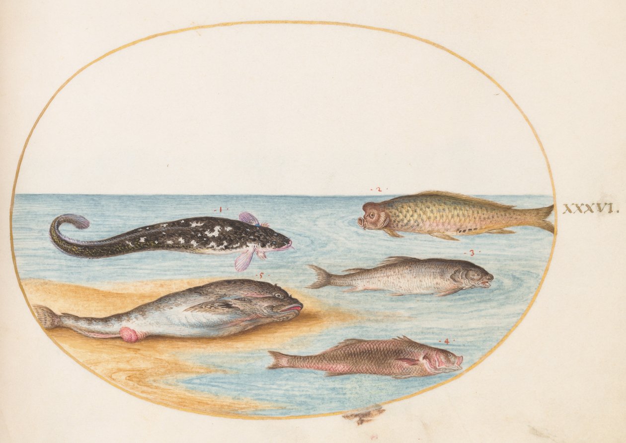 Poisson, vers 1575-80 - Joris Hoefnagel
