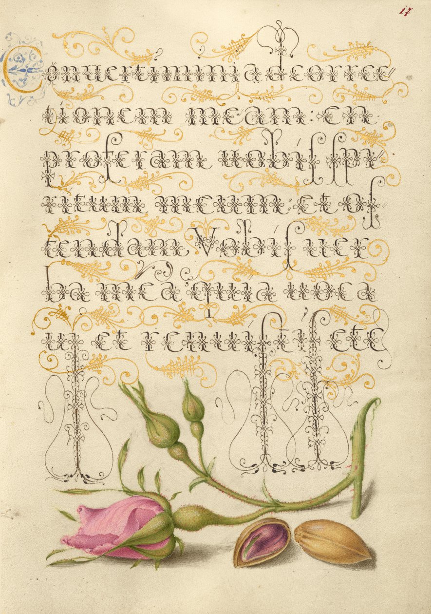 Rose française et pistache - Joris Hoefnagel