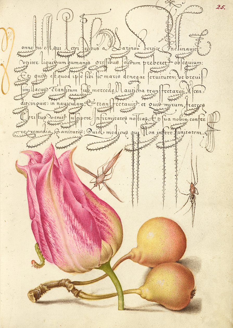 Insecte imaginaire, tulipe, araignée et poire commune - Joris Hoefnagel