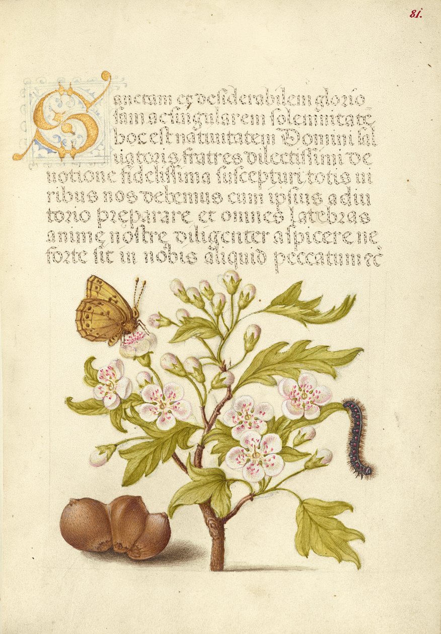 Insecte, aubépine anglaise, chenille et aveline européenne - Joris Hoefnagel