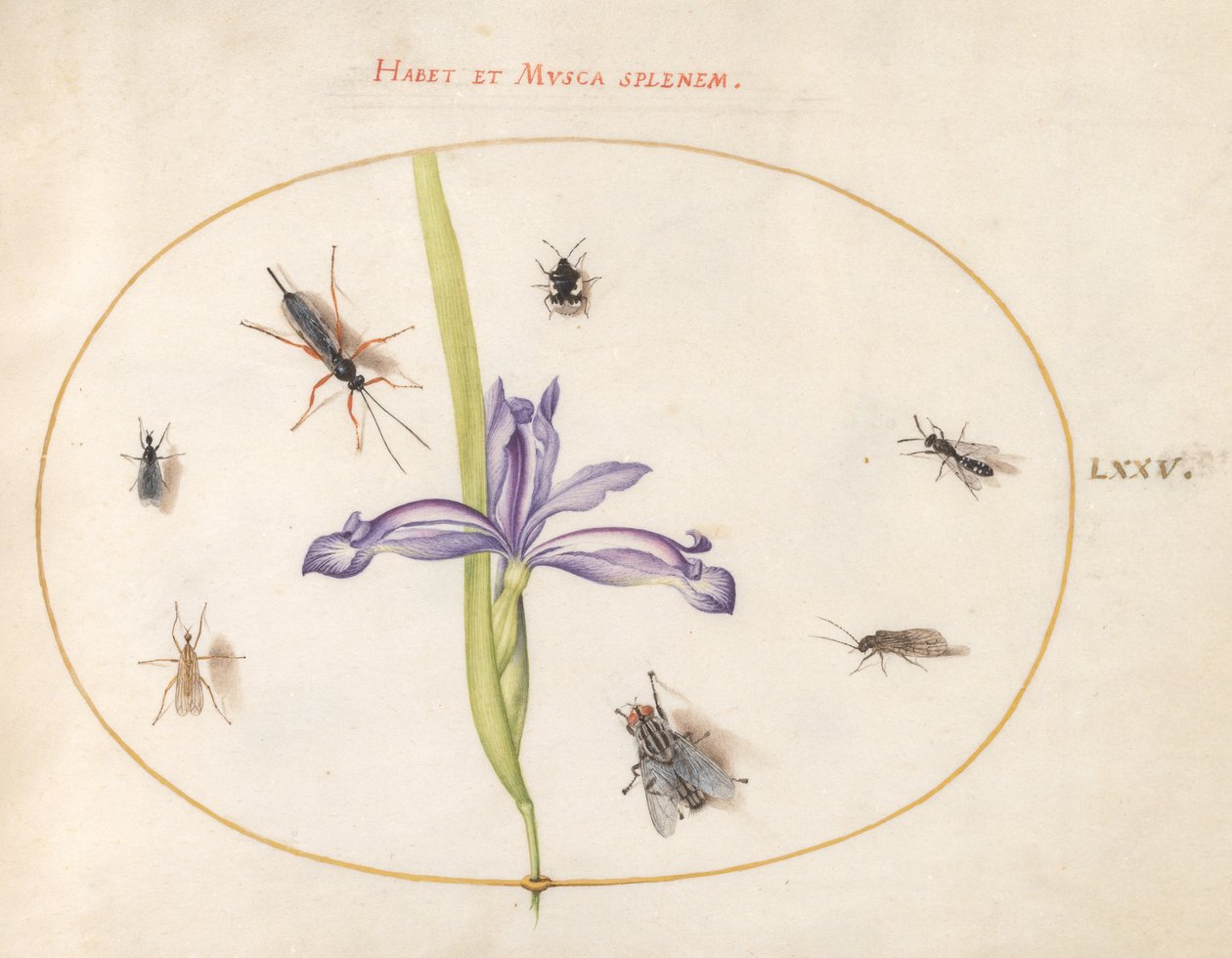 Insectes, c.1575-80 - Joris Hoefnagel