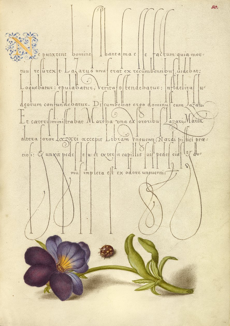 Coccinelle et pensée sauvage européenne - Joris Hoefnagel