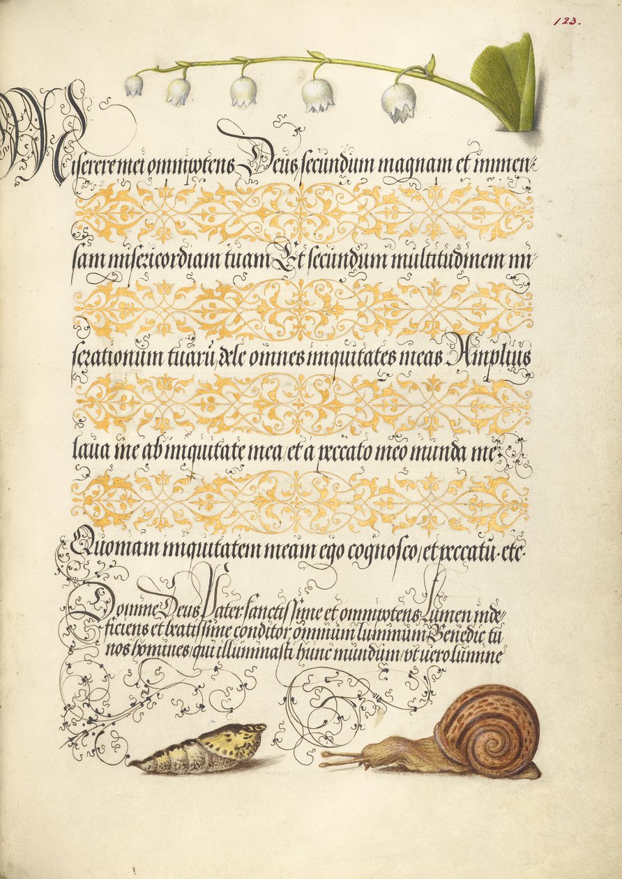 Muguet, nymphe et escargot terrestre - Joris Hoefnagel
