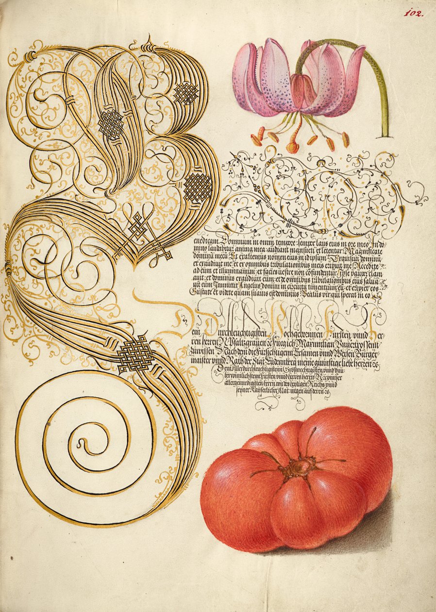 Lys martagon et tomate - Joris Hoefnagel