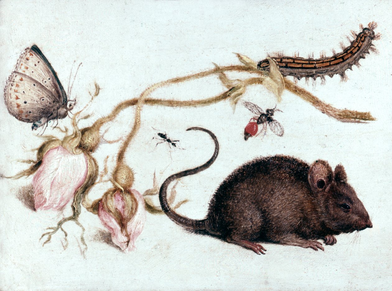 Souris, Fleur et Insecte, XVIe siècle - Joris Hoefnagel