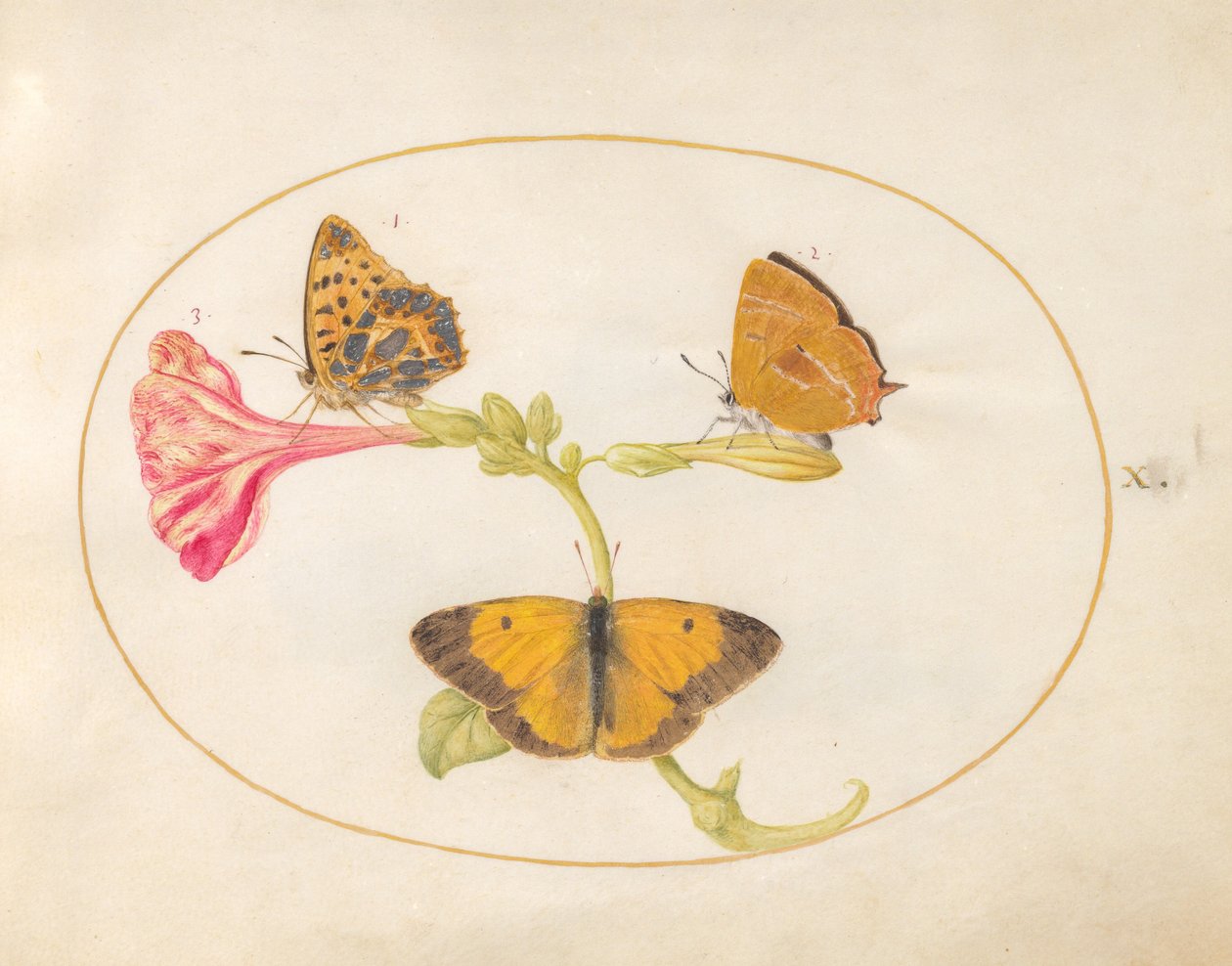Planche 10 : Thécla du bouleau, Nacré de la ronce et Souci sur une fleur de Belle de nuit - Joris Hoefnagel