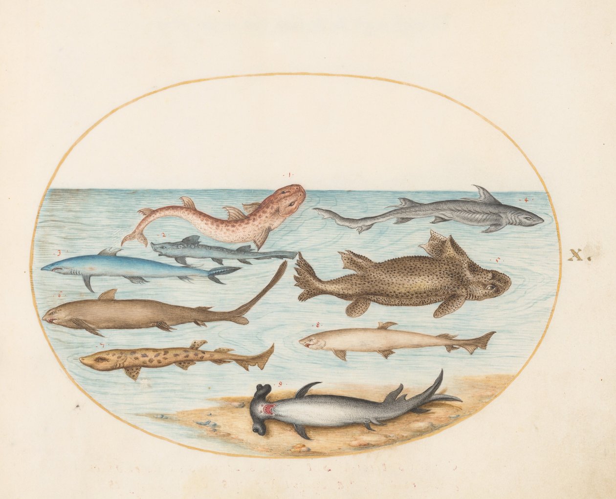 Planche 10 : neuf requins - Joris Hoefnagel