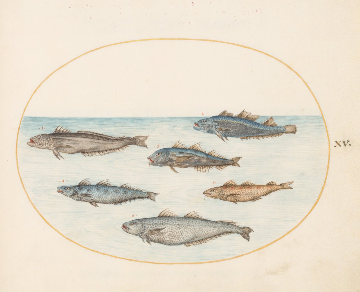 Planche 15 : Six poissons "Asellorum" (Morue ?) - Joris Hoefnagel