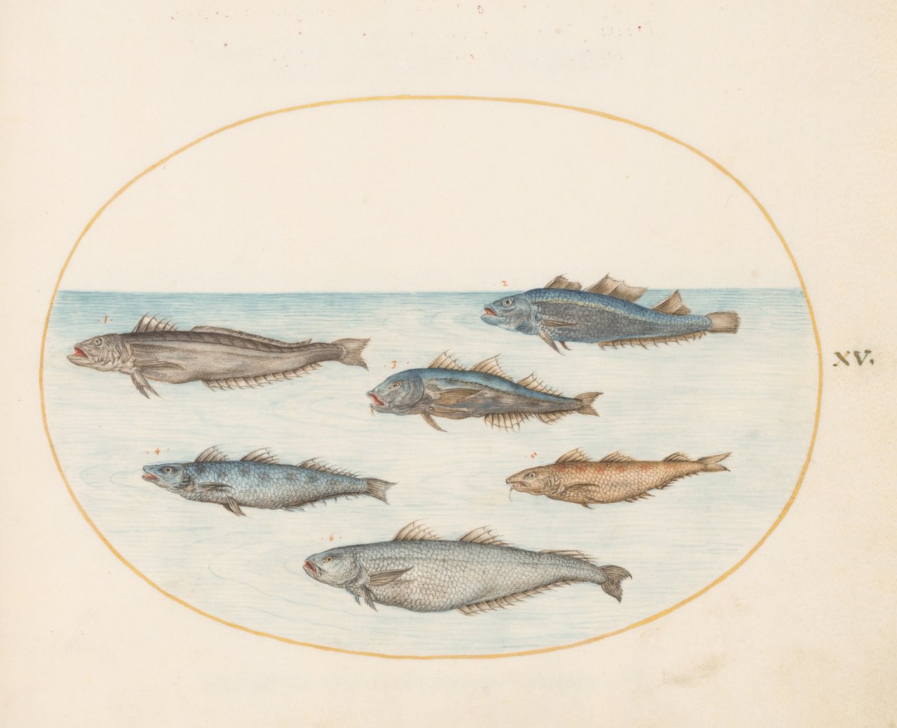Planche 15 : Six poissons « Asellorum » (morue ) - Joris Hoefnagel