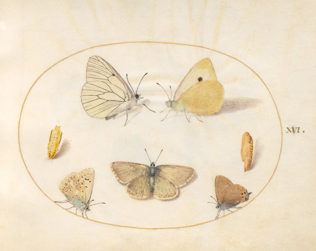 Black-Veined White, Clouded Yellow, Black Hairstreak(?) et Geranium Argus(?) Butterflies avec deux chrysalides (planche 16) - Joris Hoefnagel